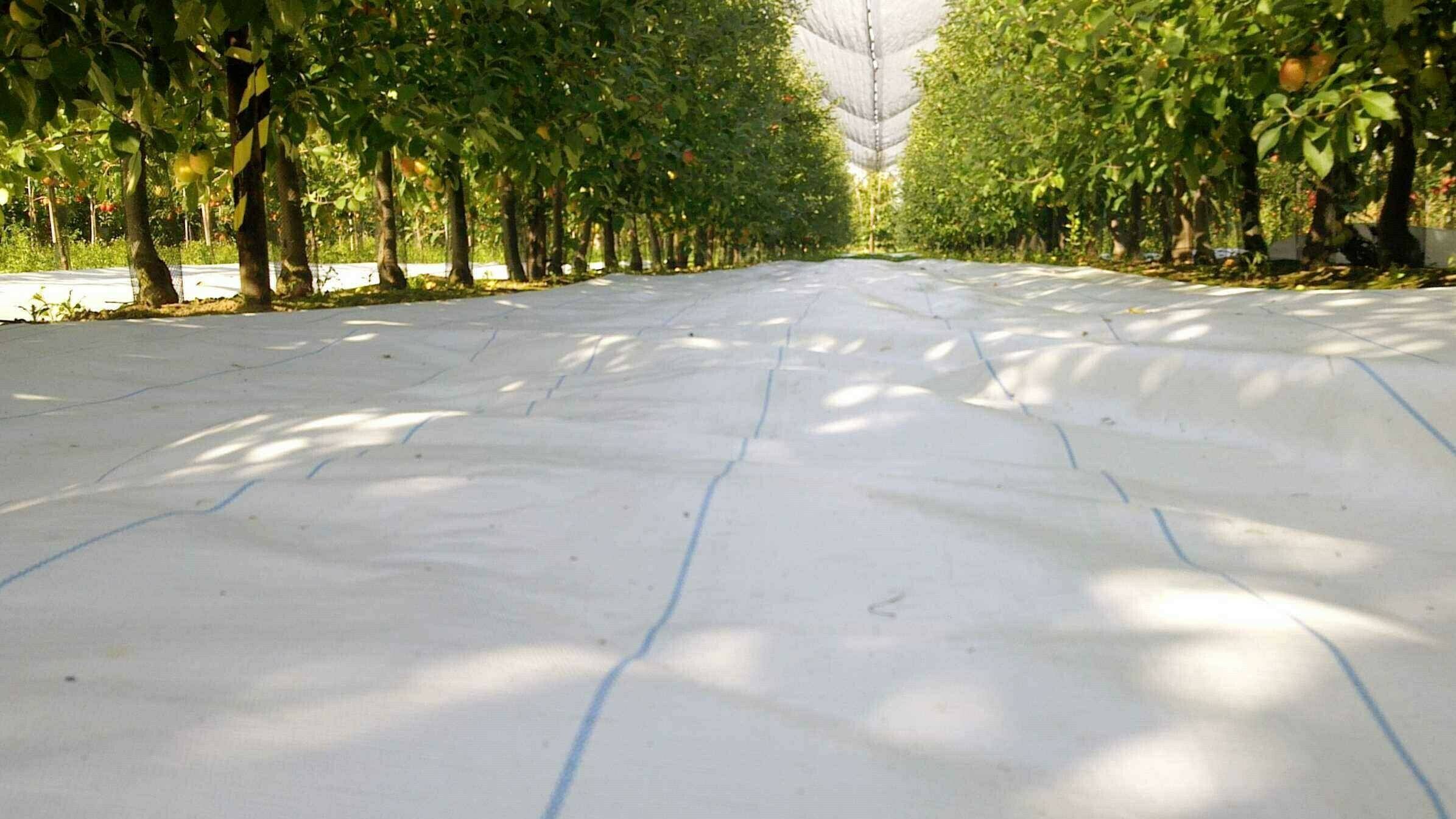 Agritela Lux_apple tree|Agritela Black & White_Pomegranate tree (1)